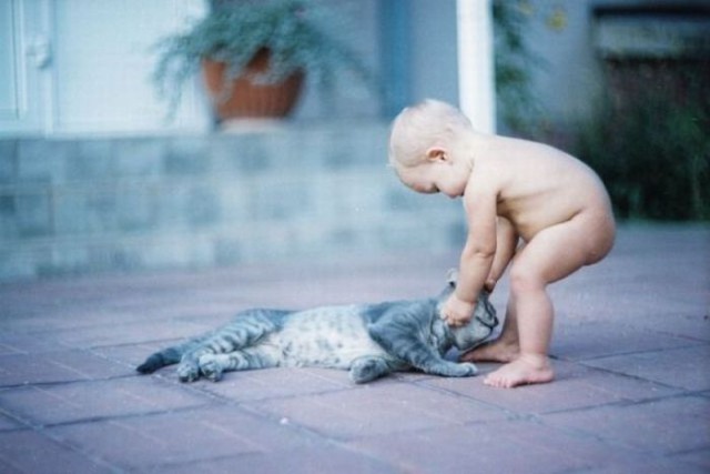 Коты и Кошки