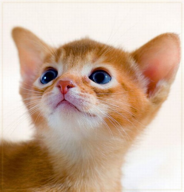 Коты и Кошки