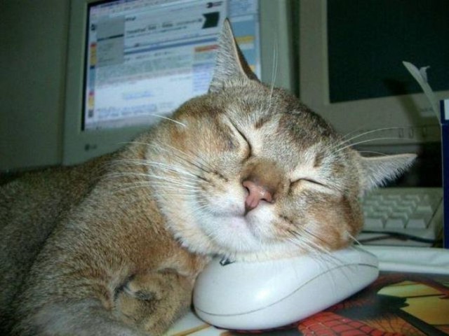 Коты и Кошки