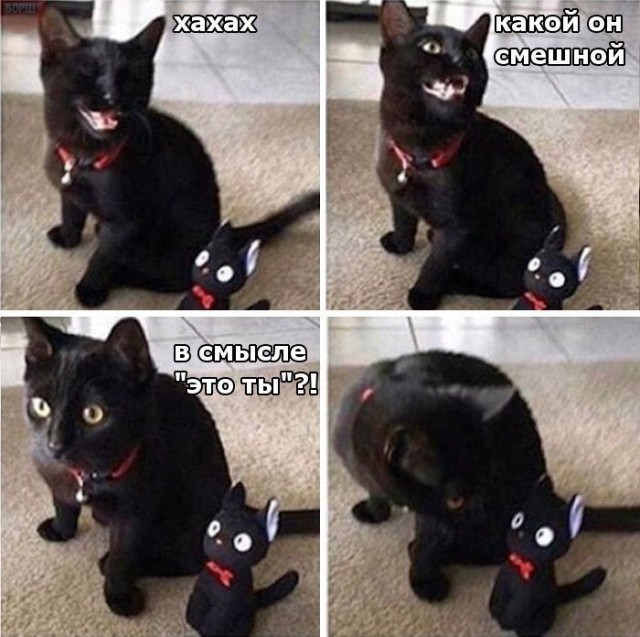 Коты и Кошки