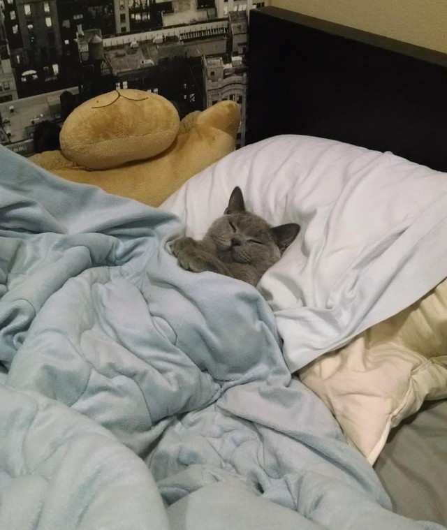 Коты и Кошки