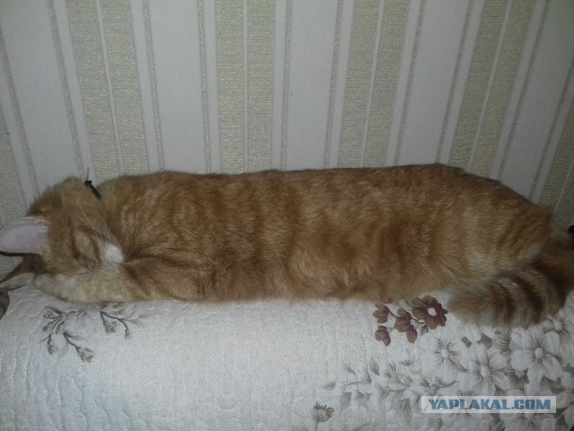 Котовторник