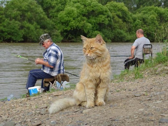 Прикольных котов пост