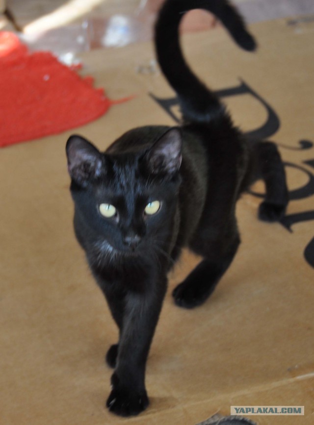 Котовторник 24.04.2018