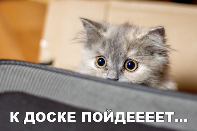Подборка настоящих котов