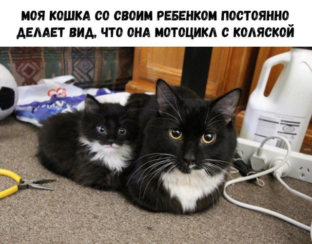 Кот без прикрас