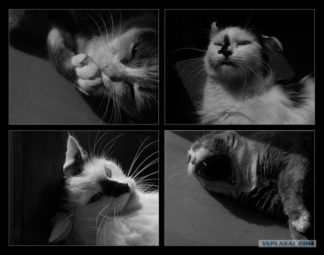 Котовторник ужасов (36 фот)