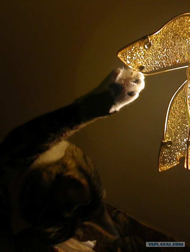 Котовторник 15.02.2011