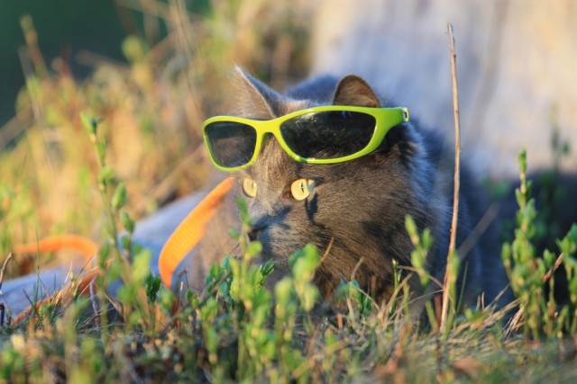 Котовторник!