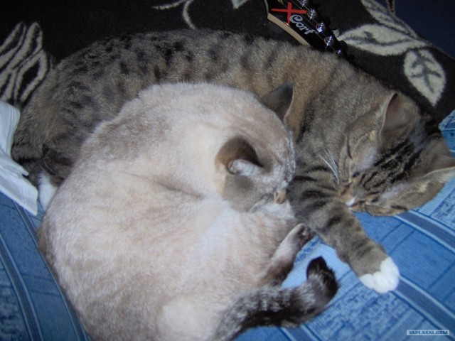 Котовторник 06.09.11