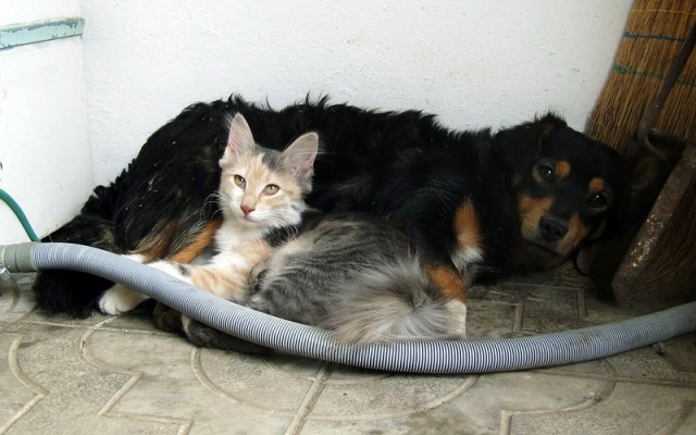 Котовторник 27.12.11