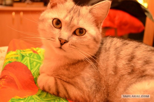 Котовторник (10.01.2012)