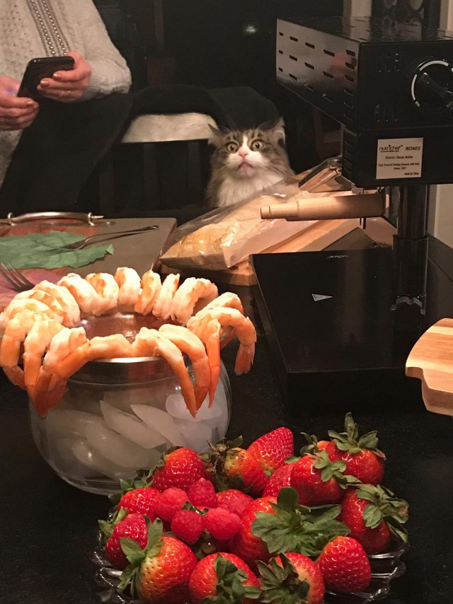 Прикольных котов пост