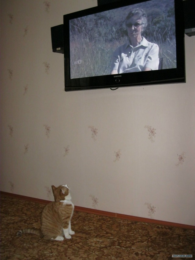 КОТОВТОРНИК (6.03.2012)