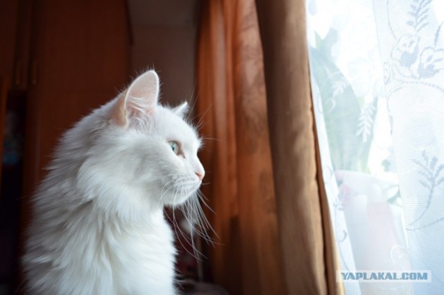 Котовторник 1 мая 2012