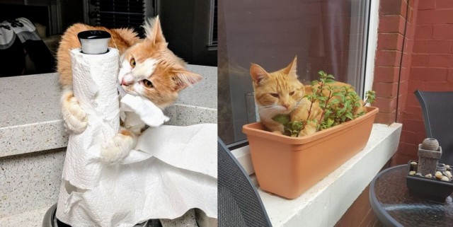 Прикольных котов пост