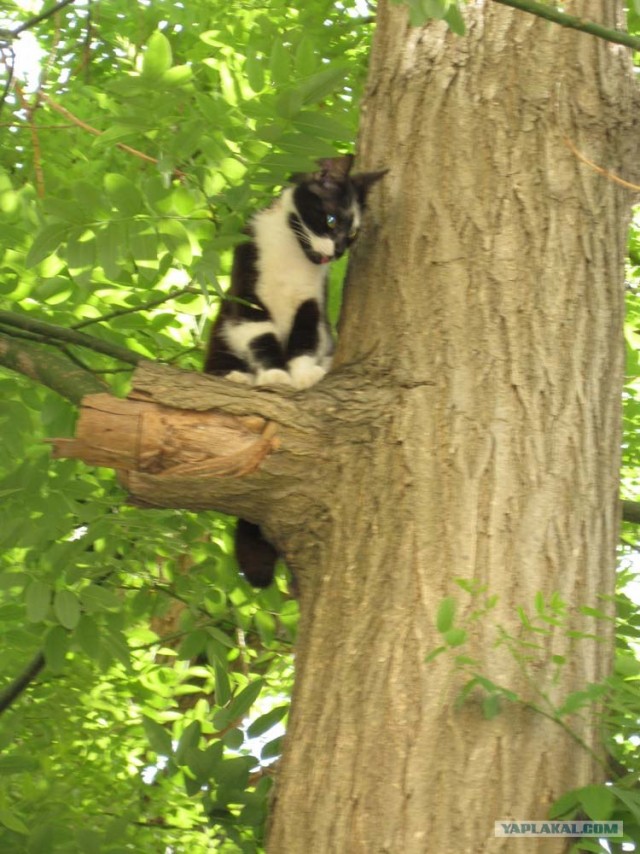 Котовторник 22.05.2012