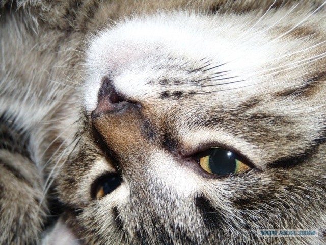 Котовторник 10. 07. 2012