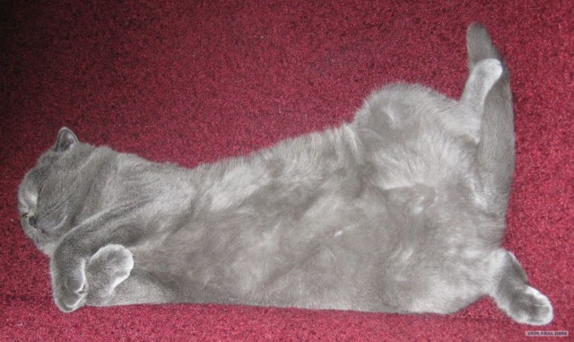 Котовторник 24.07.2012