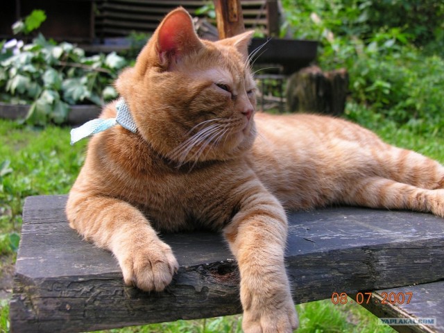 Котовторник  21.08.12