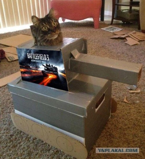 Кот тоже любит играть!