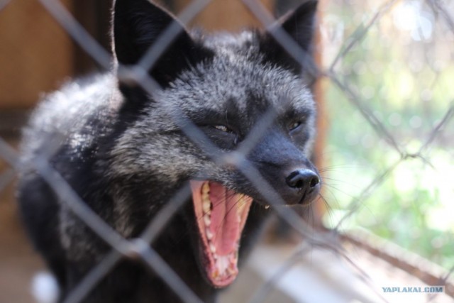 Лисное хозяйство