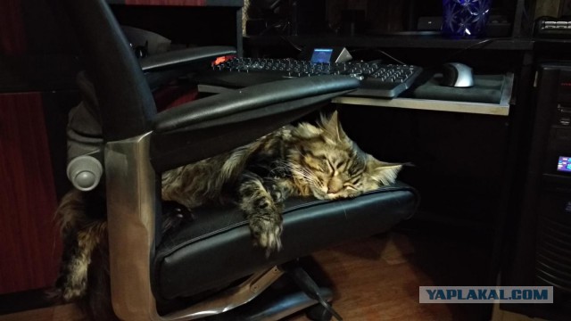 С Днём кошки!