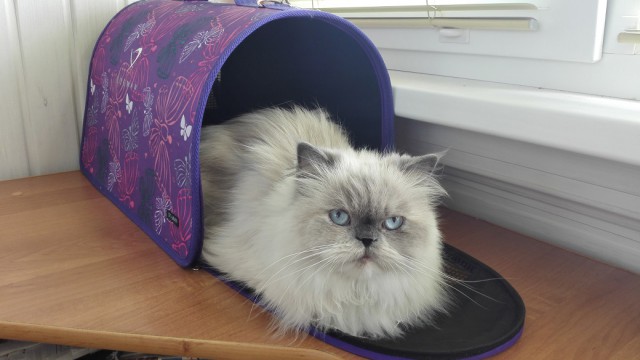 С Днём кошки!