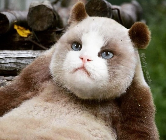 Коты везде
