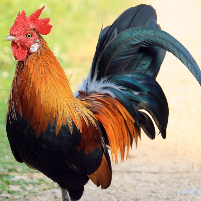 Кулинария: Гамбургский стейк или стейк тартар.