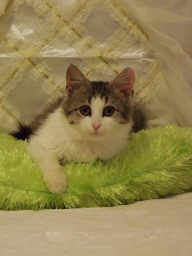 Эти забавные животные