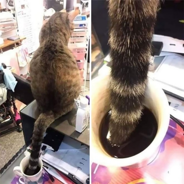 Фотографии, которые доказывают, что кошки самые большие сволочи