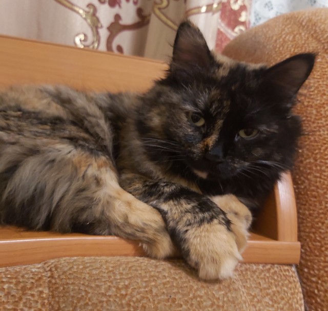 Котовторник. Добавляйте своих