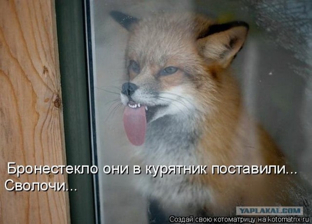 Лиса - дурында
