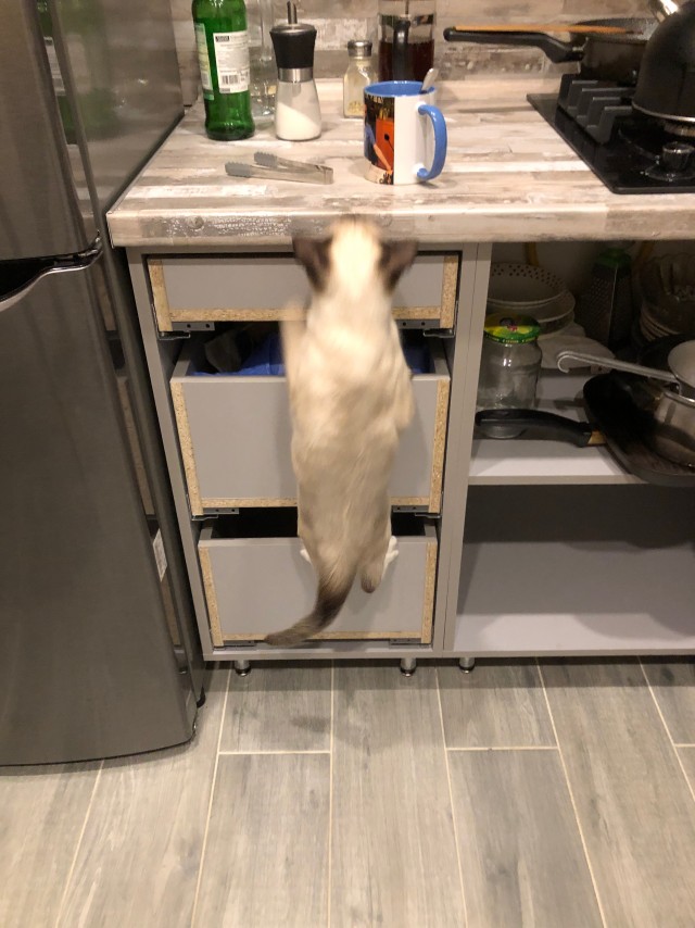 Котовторник 28.09.21