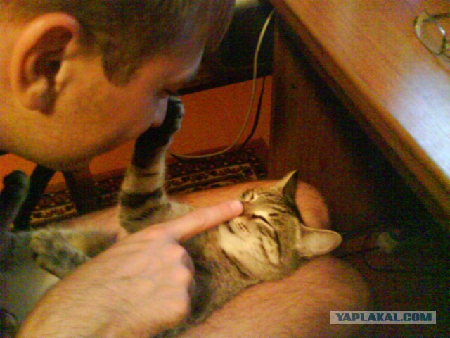 Кот который прожил жизнь