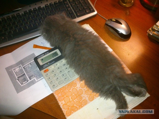 Коты, которые чихать хотели на ваше личное пространство