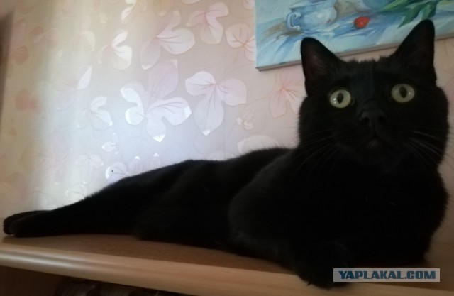 Котовторник. Февраль