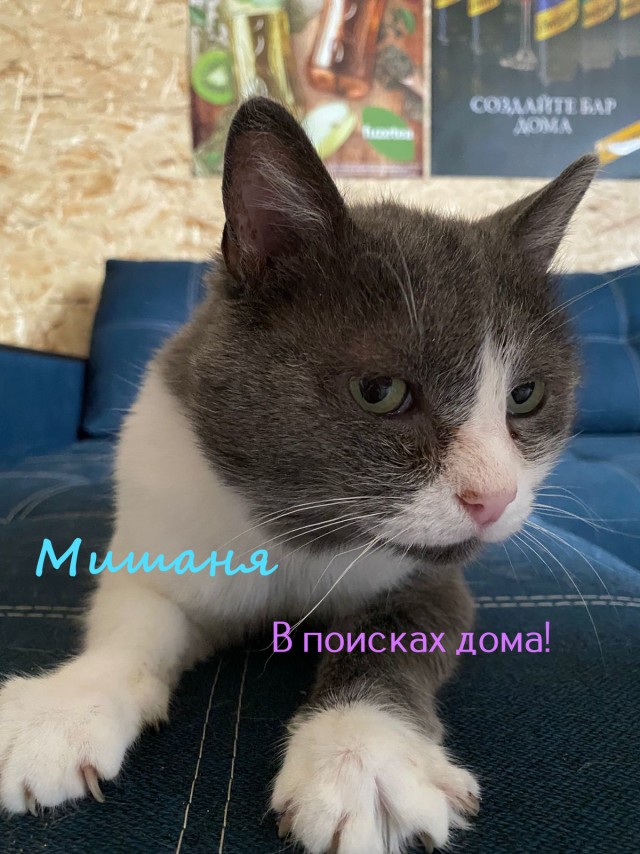 Жизнь домашнего приюта "Котоленд" 327