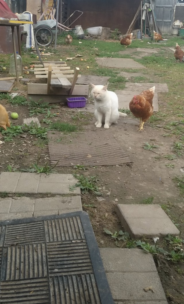 Просто кот, который любит лесные прогулки