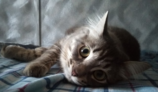 С праздником и котофторником!