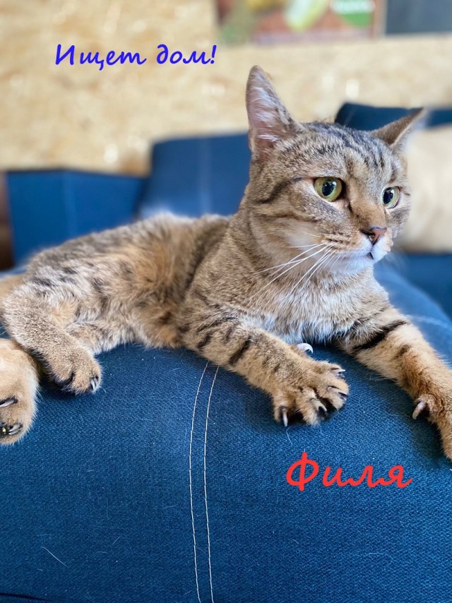 Жизнь домашнего приюта "Котоленд" 333