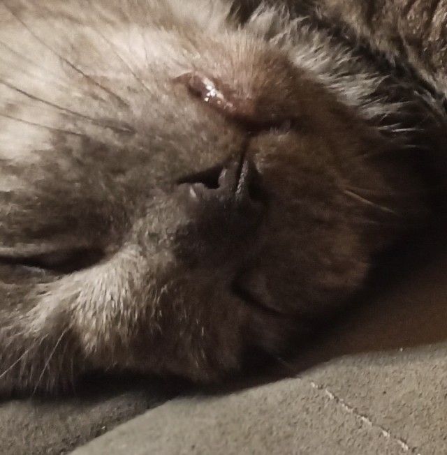 Немного милоты в котовторник