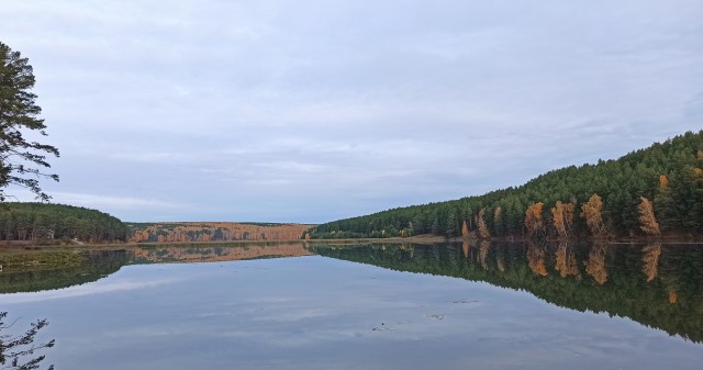 Лесной пейзаж