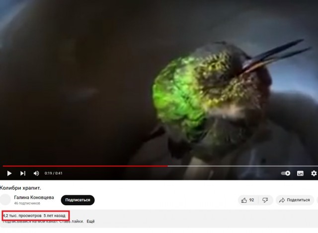 А вы слыхали, как храпят колибри?