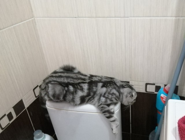 Вторник, сэр кот