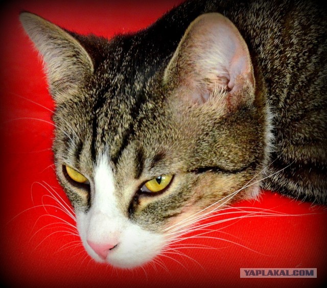 Котовторник 26.03.2013