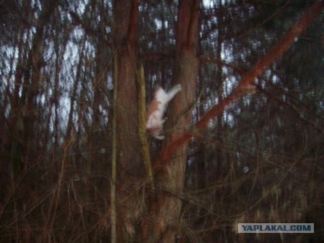 Жизнь домашнего приюта для котеек 434
