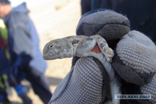 В Монголию на мотоциклах 2006