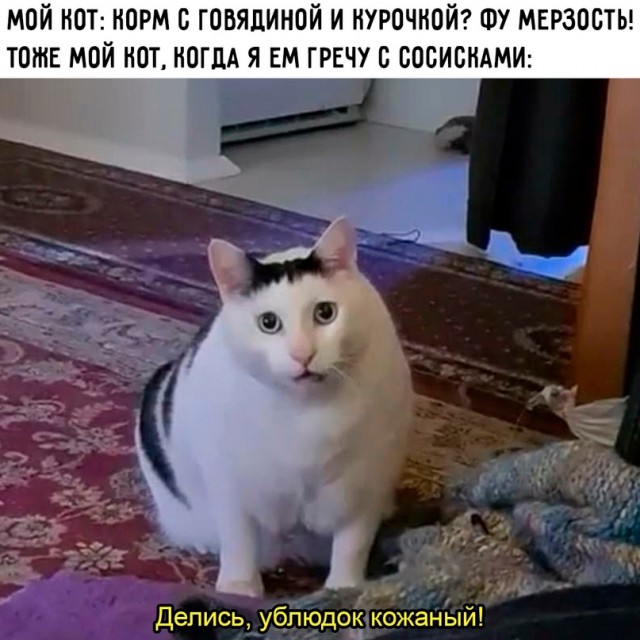 Весёлый полтишок 21.03.23
